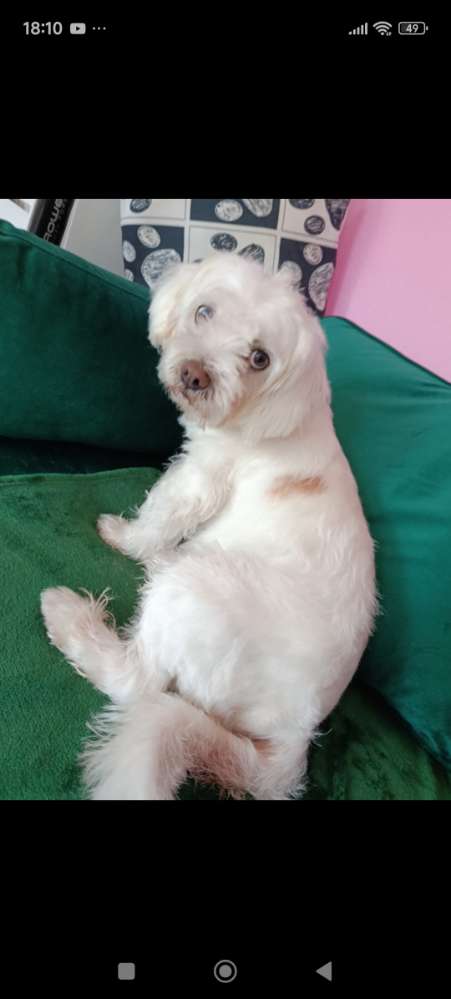 Suchmeldung-Max-Profilbild