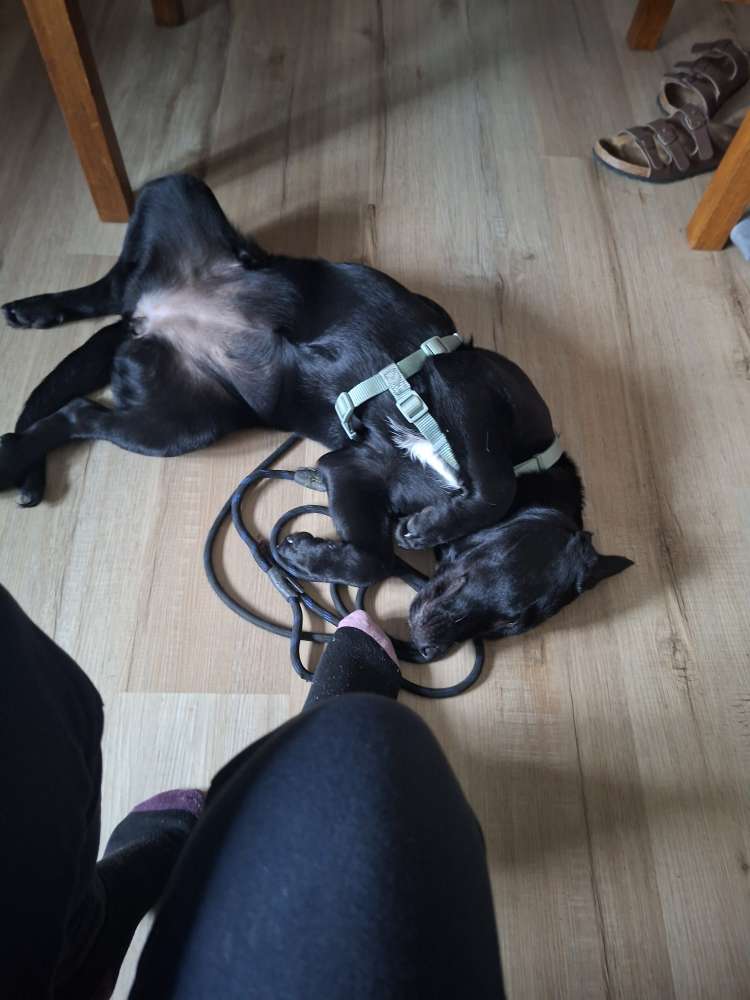 Hundetreffen-Suche Hundefreunde-Profilbild