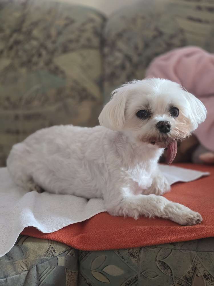 Hundetreffen-Gassirunde entspannt-Profilbild