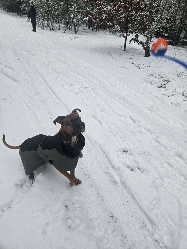 Hundetreffen-Spiel und Gassi Treff-Profilbild