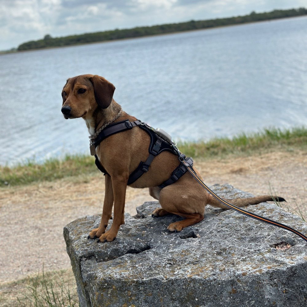 Hundetreffen-Toben, Spazieren, neue Kontakte knüpfen ☺️-Profilbild