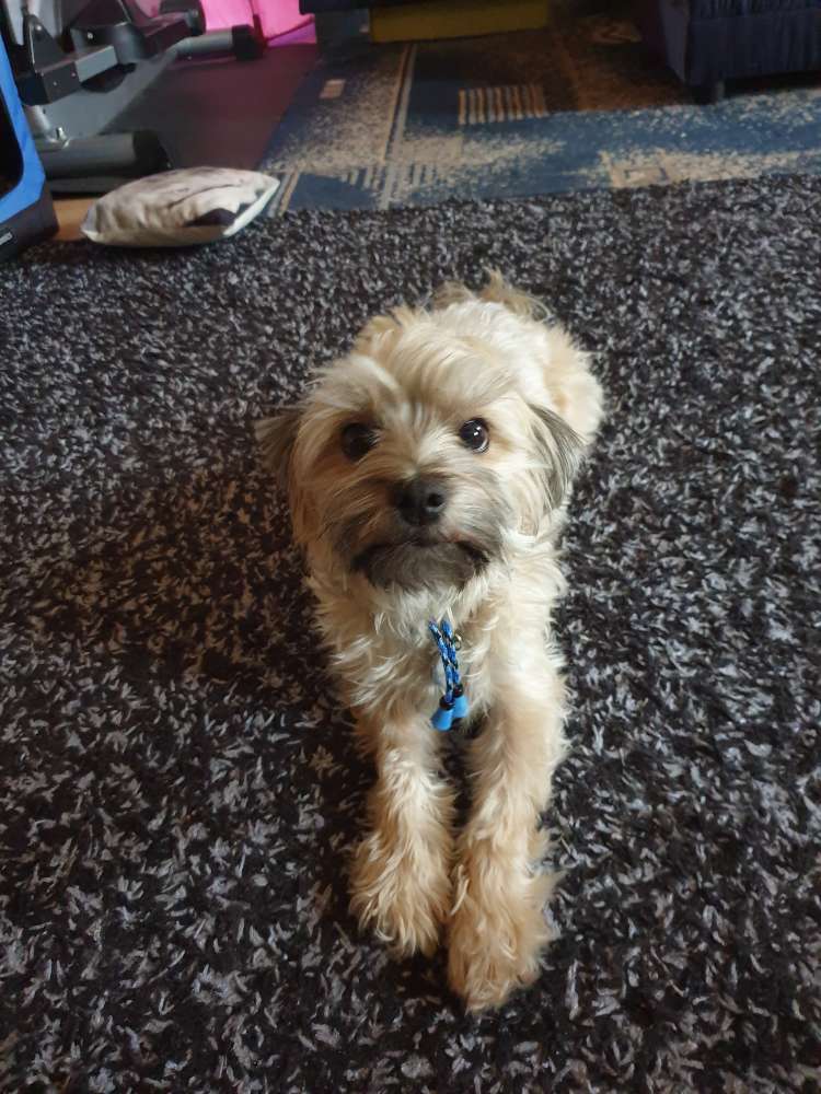 Hundetreffen-Spaziergänge und spielen im Wald-Profilbild