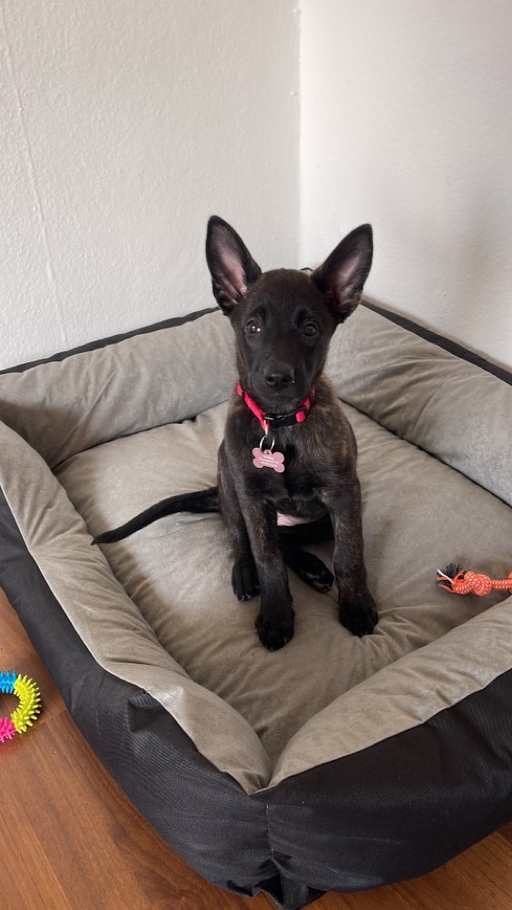 Hundetreffen-Welpentreffen im Schlosspark-Profilbild