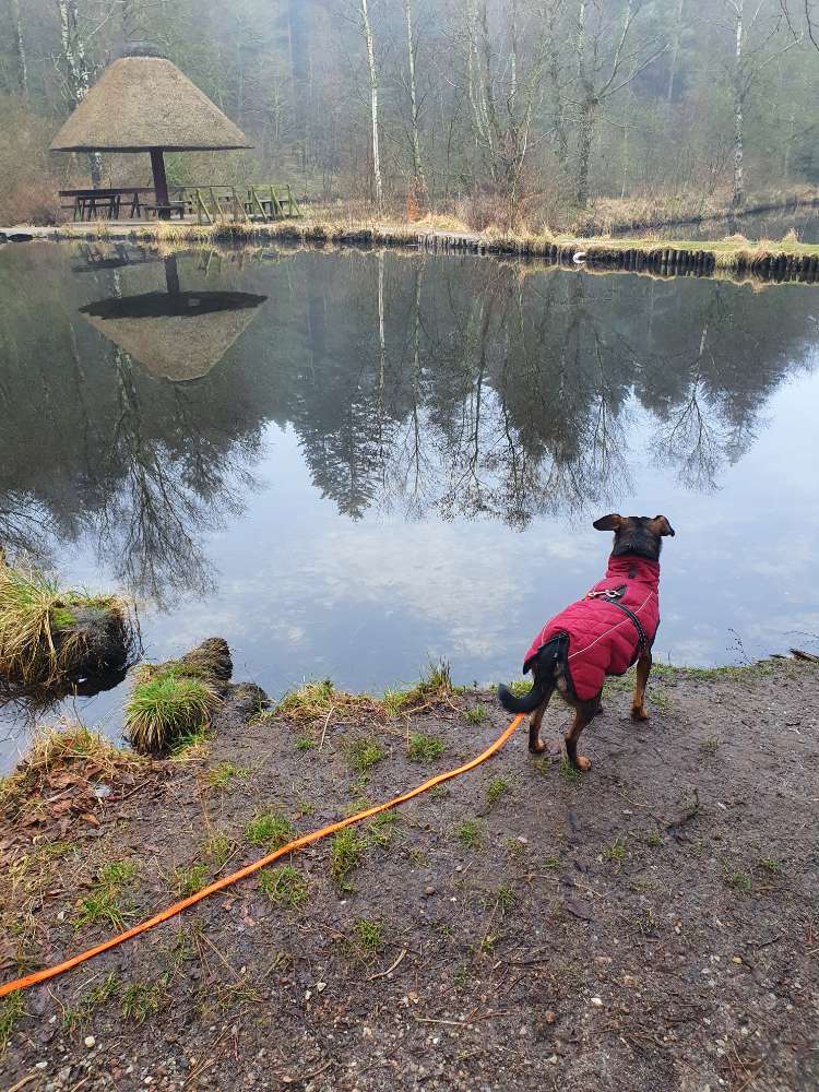 Hundetreffen-Spieltreffen von mittel großen Hunden im Hundefreilauf-Profilbild