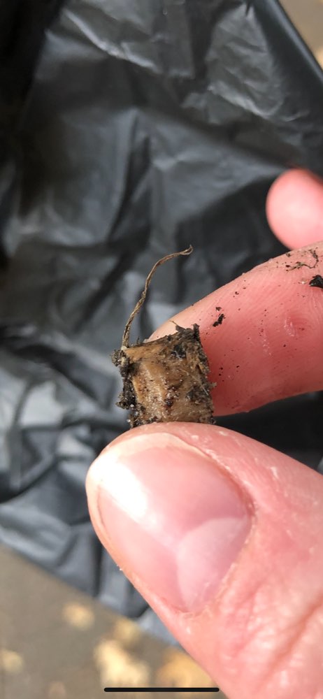 Giftköder-Leckerlies unter Blättern-Profilbild