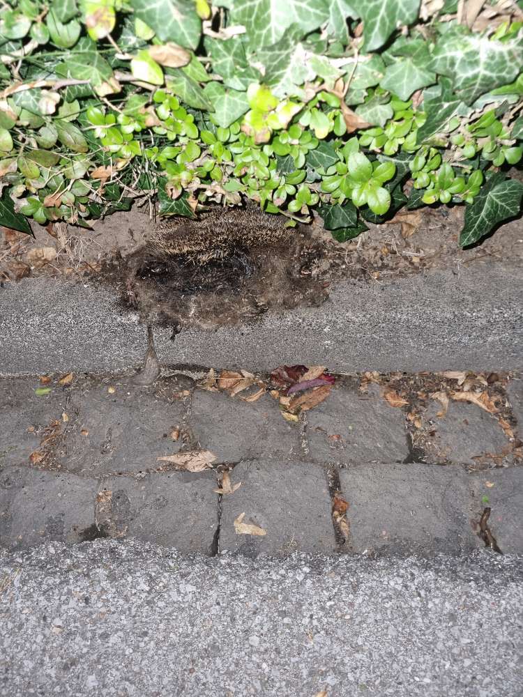 Giftköder-Toter Igel-Profilbild