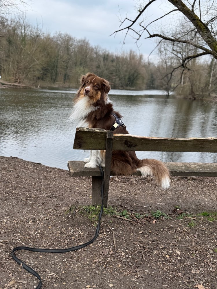 Hundetreffen-Social Walk und Spaziergang üben-Profilbild
