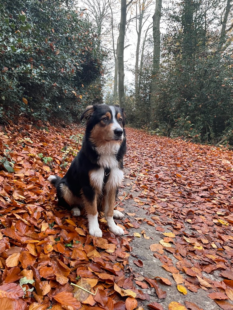 Hundetreffen-Spielgefährte gesucht-Profilbild