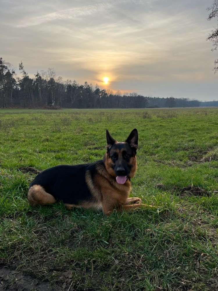 Hundetreffen-Suche Hündin zum spazieren gehen-Profilbild