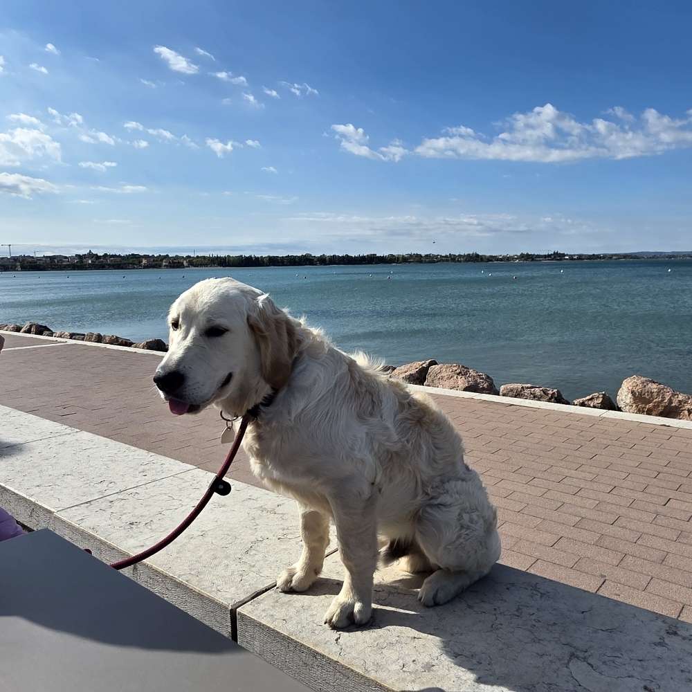 Hundetreffen-Gemeinsame Gassirunde-Profilbild
