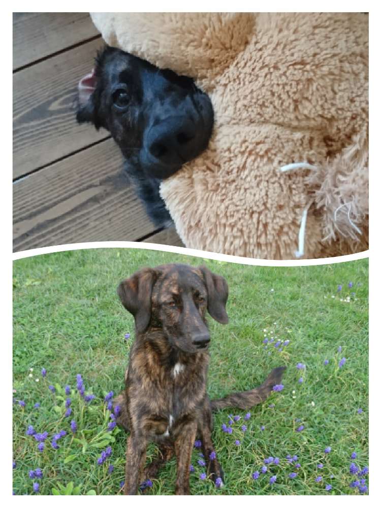 Hundetreffen-Junghundfreffen in Arzlohe-Profilbild