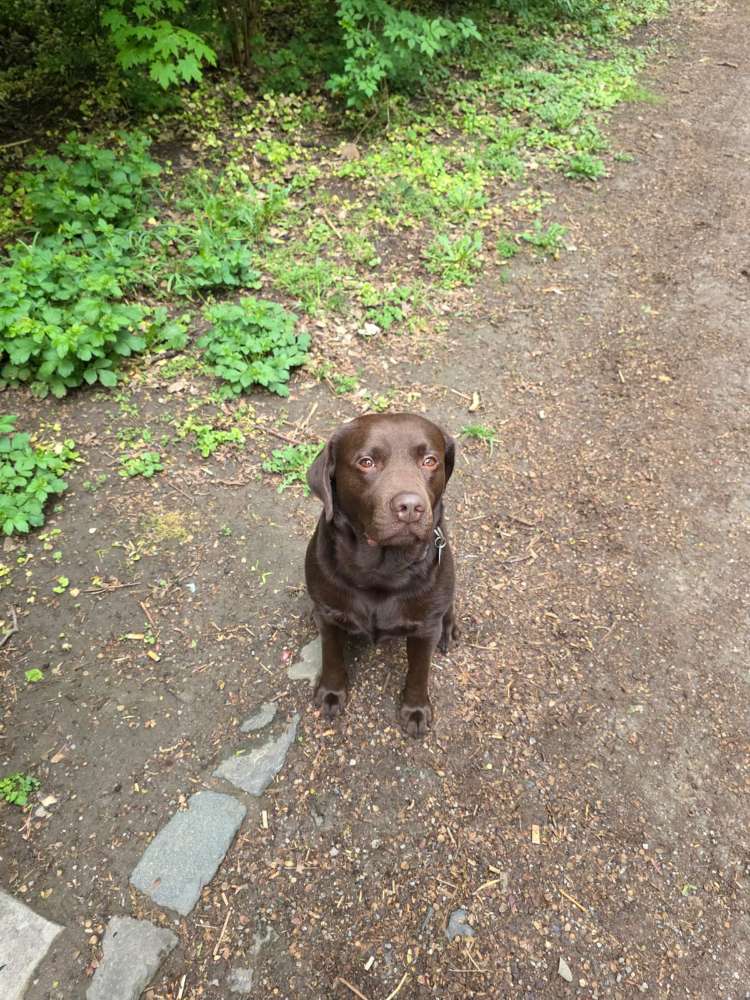 Hundetreffen-Spielkamerad gesucht-Profilbild