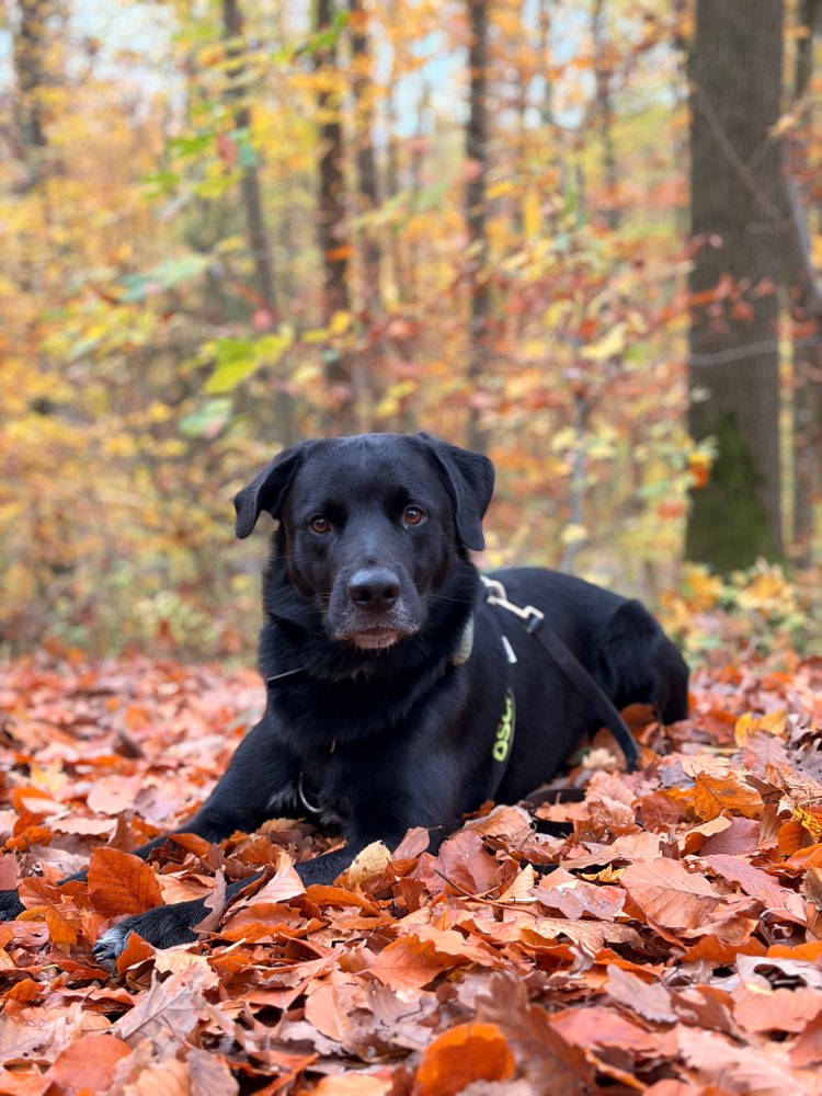Hundetreffen-Spiel- und Sozialkontakt gesucht-Profilbild