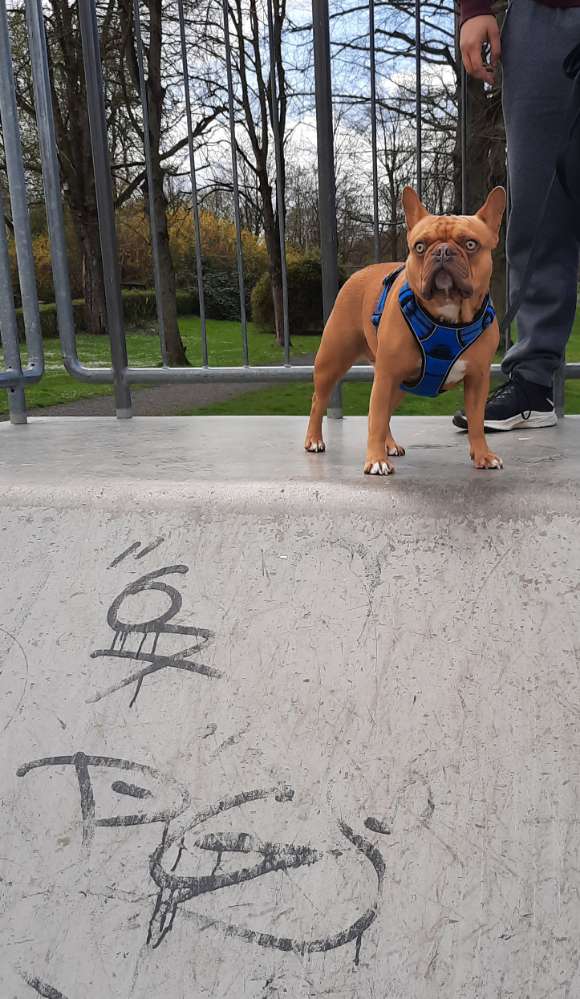 Hundetreffen-Bullytreffen-Profilbild