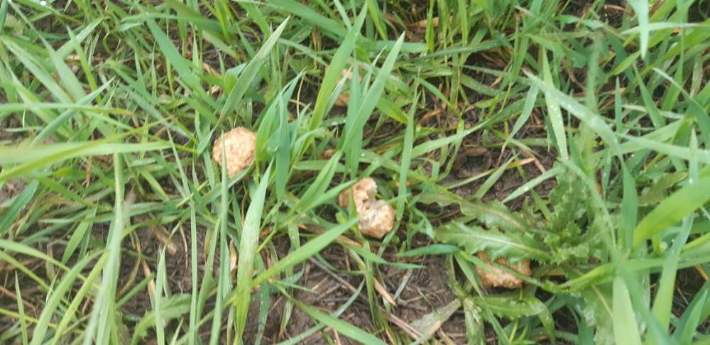 Giftköder-Evtl. Giftköder-Profilbild