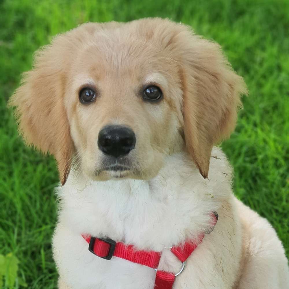 Hundetreffen-Kleiner radio sucht Spielgefährten-Profilbild