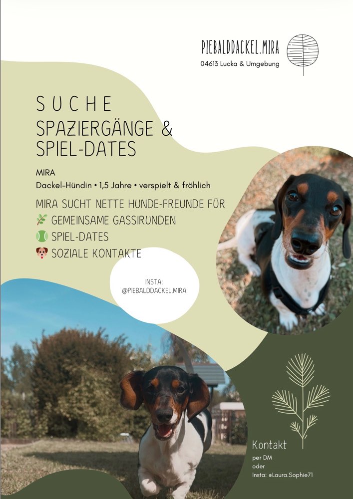 Hundetreffen-SPAZIERGÄNGE & SPIEL-DATES-Profilbild
