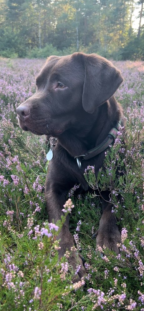 Hundetreffen-Spiel - und Trainingsgefährten gesucht ☺️-Profilbild