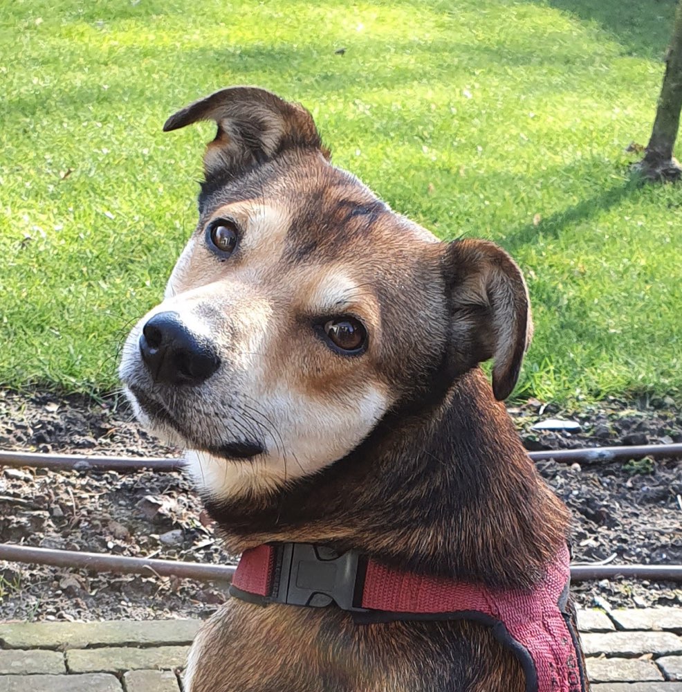 Hundetreffen-Spielfreunde-Profilbild