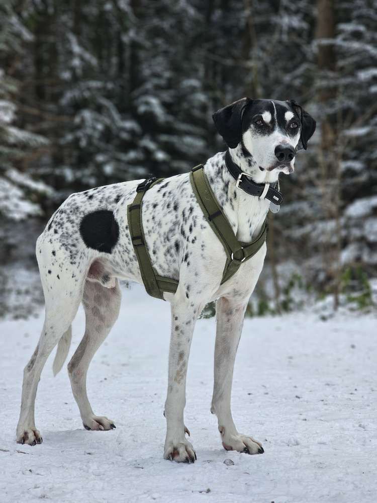 Hundetreffen-Gemeinsame Spaziergänge gesucht-Profilbild