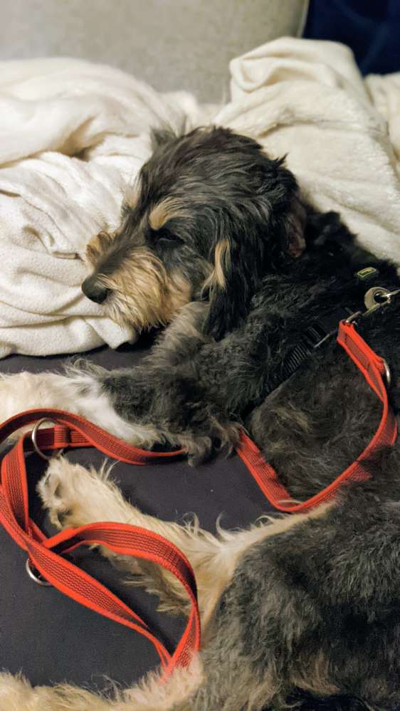 Hundetreffen-Hundefreunde für Pinot, gerne Alsternähe gesucht-Profilbild