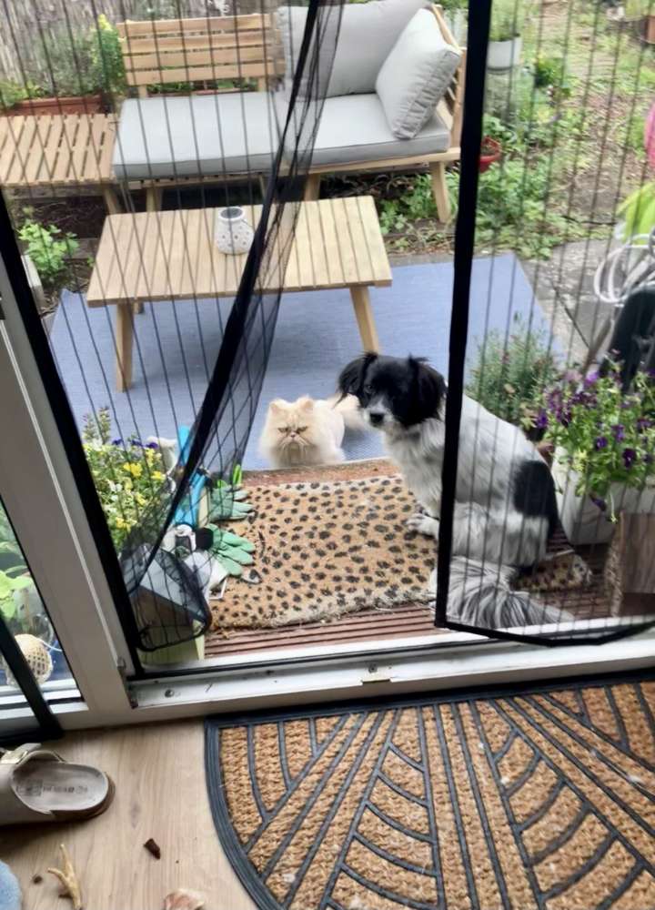 Hundetreffen-Gassitreffen kleine Hunde Kessenich-Profilbild