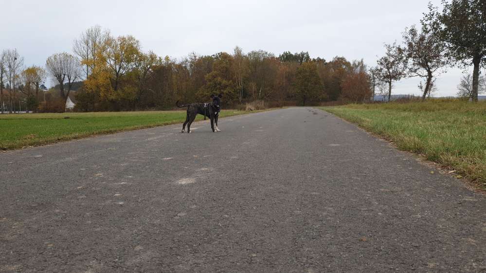 Hundetreffen-Hunde Treff  zum spielen toben und trainieren-Profilbild