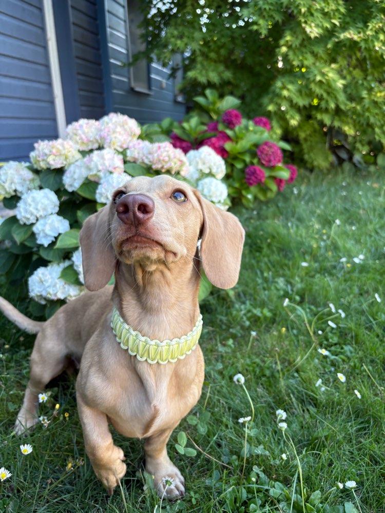 Hundetreffen-Social Walks & Spieltreffen 🐾-Profilbild