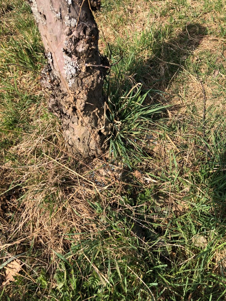 Giftköder-Blaukorn an Baumstamm-Profilbild