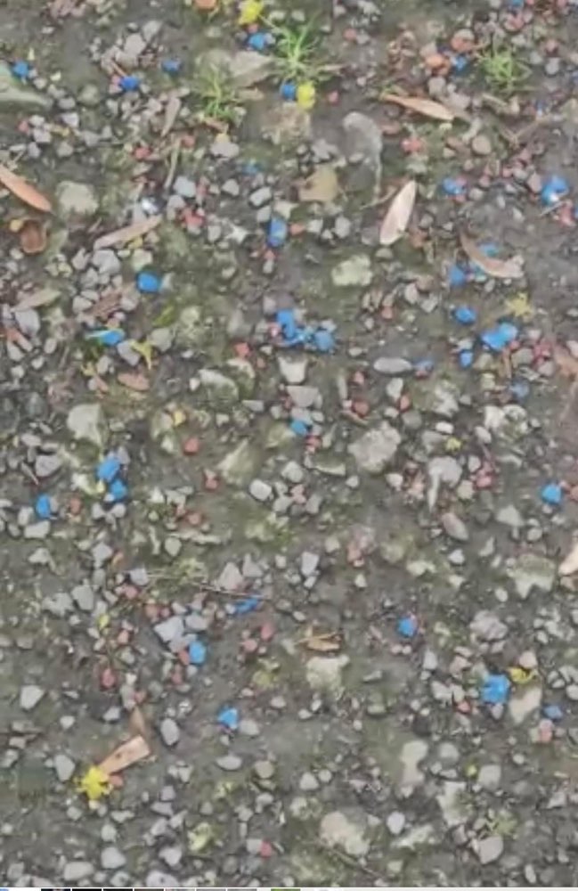 Giftköder-Rattengift-Profilbild