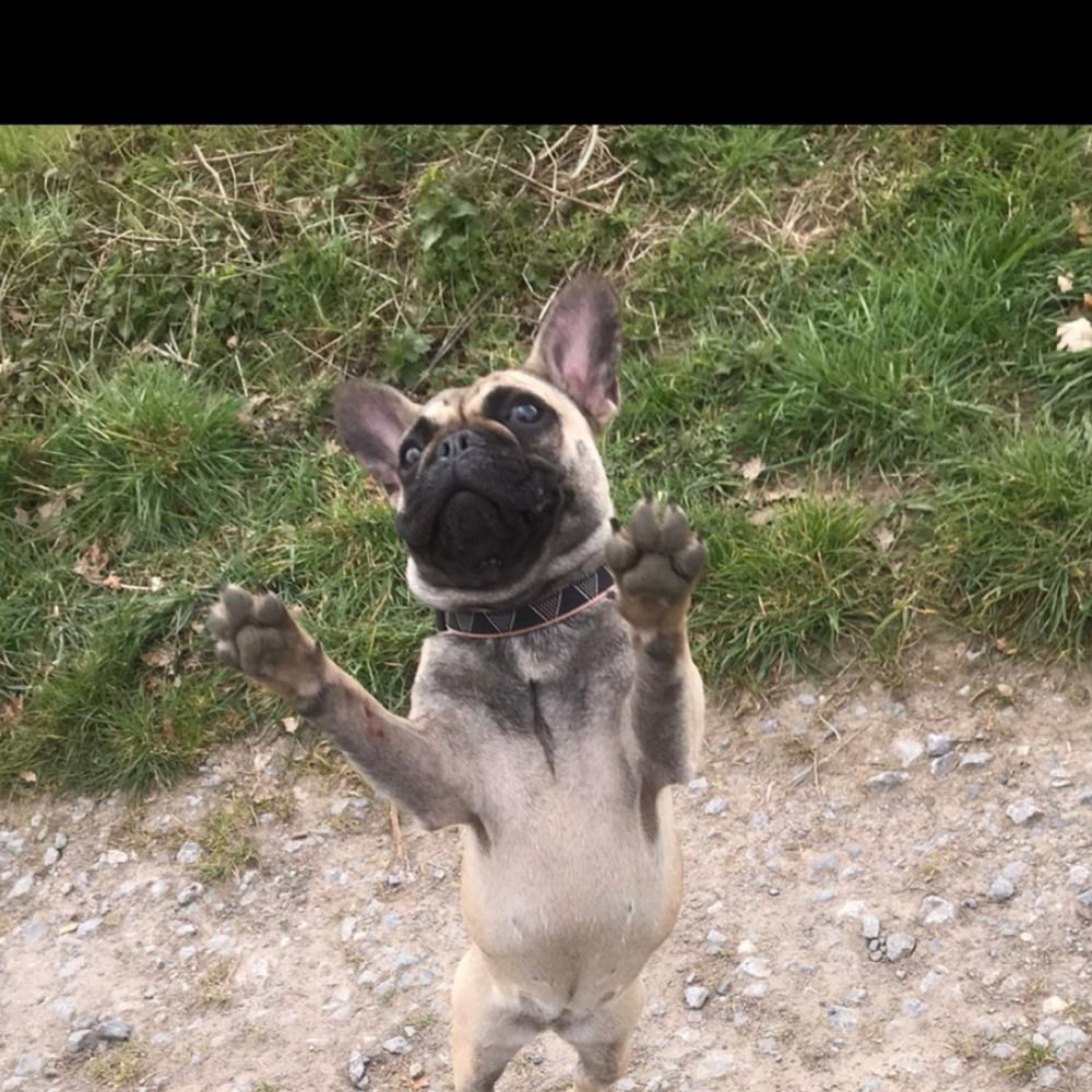 Hundetreffen-Bulldoggen Treffen-Profilbild