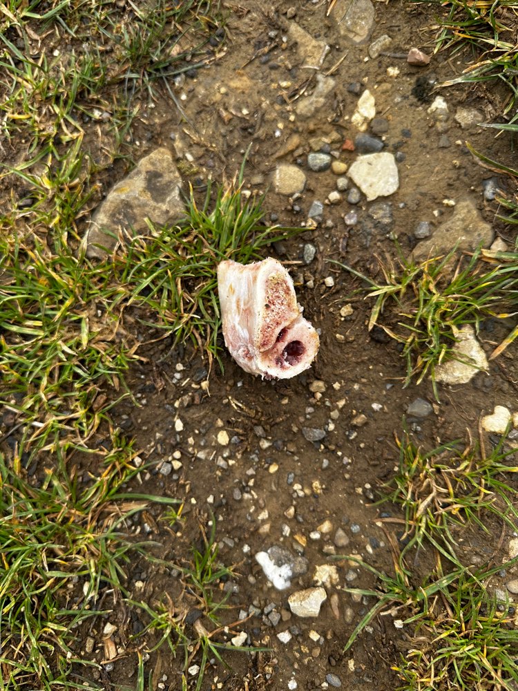 Giftköder-Knochen ausgelegt-Profilbild