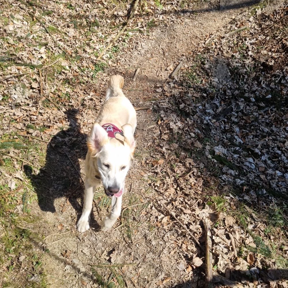 Hundetreffen-Treffen für Spielrunde und/oder Gassirunde-Profilbild