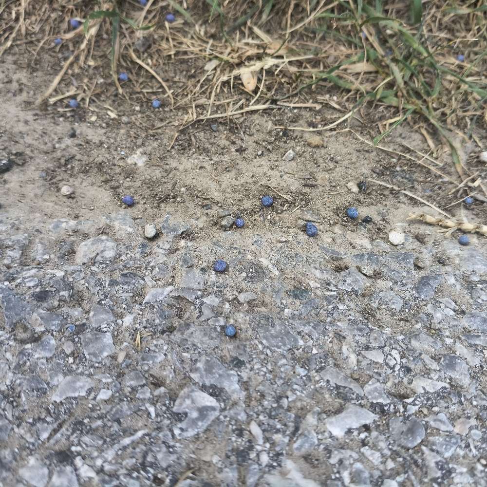 Giftköder-Blaukorn-Profilbild