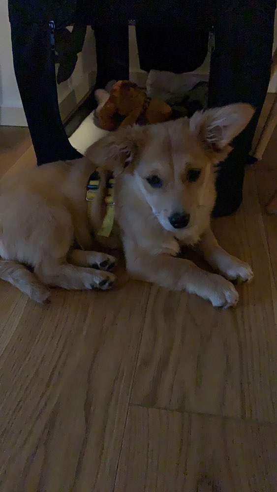 Hundetreffen-Welpenhündin sucht souveränen Hund-Profilbild