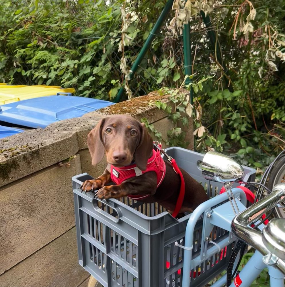 Hundetreffen-Gassi- und Spielfreund-Profilbild