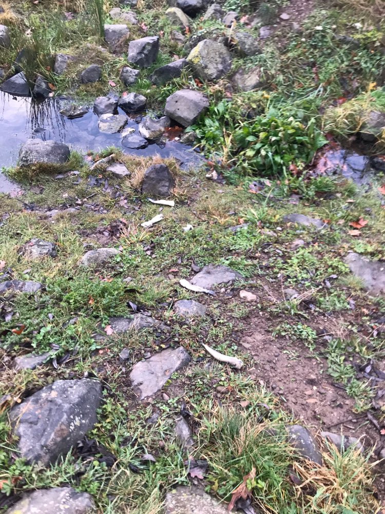 Giftköder-Fische am Sickerbecken-Profilbild