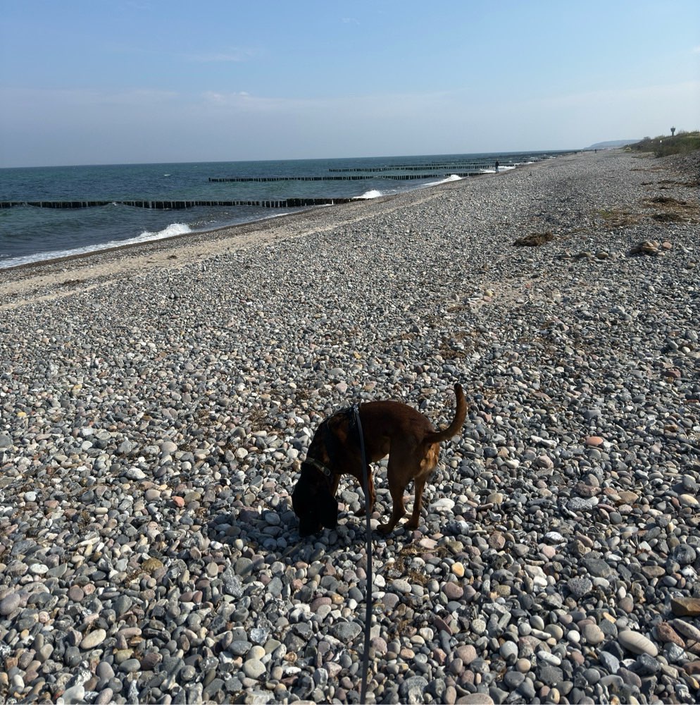 Hundetreffen-Spaziergang/Socialwalk-Profilbild