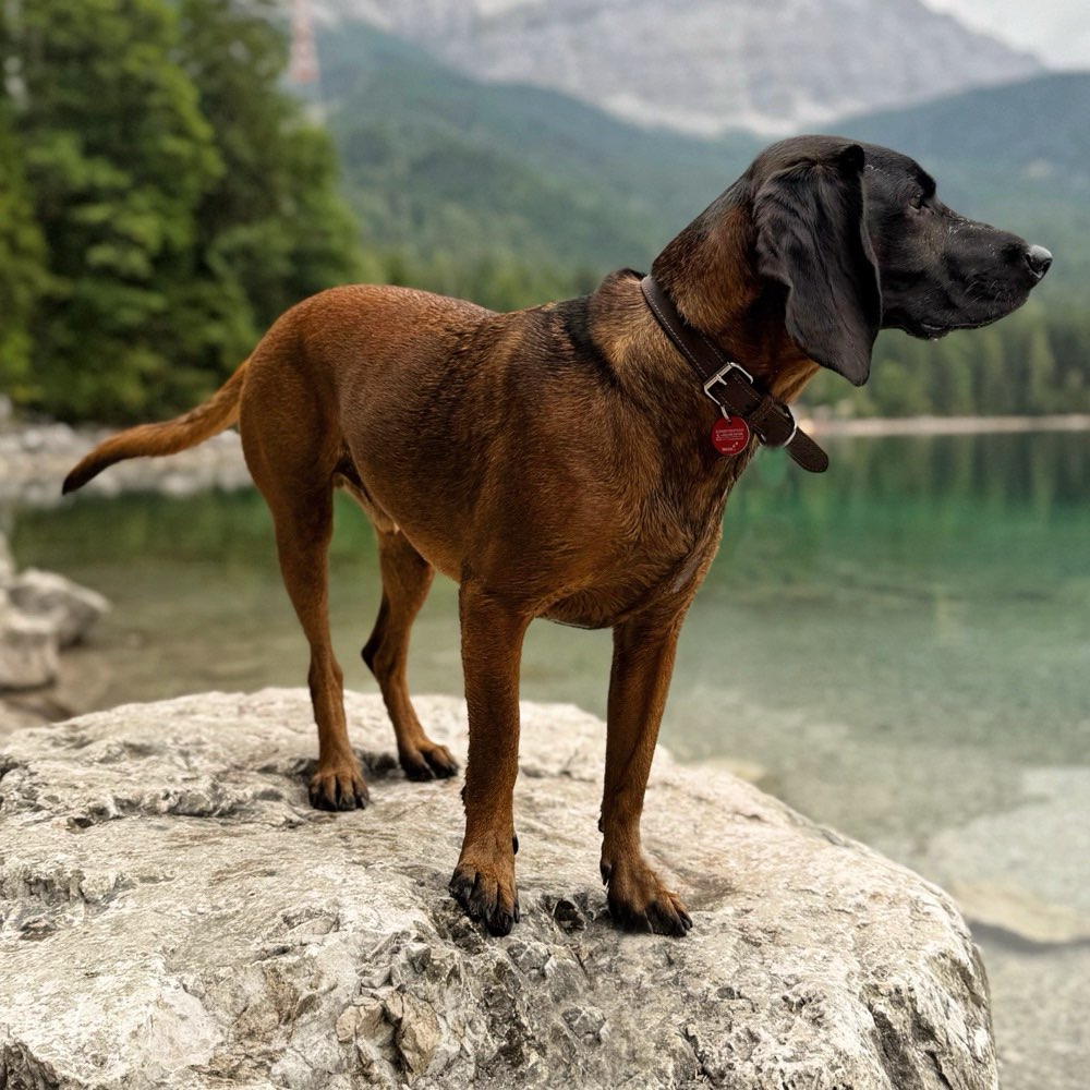 Hundetreffen-Spaziergang/Socialwalk-Profilbild