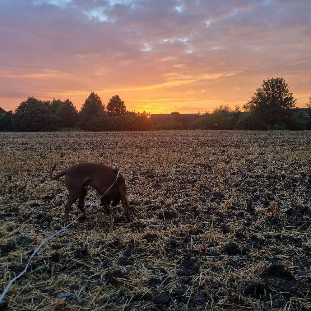 Hundetreffen-Gemeinsame Gassi / Trainingsrunde-Profilbild