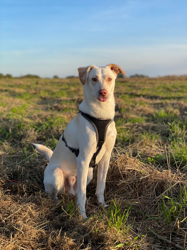 Hundetreffen-Spiel- und Gassipartner/in gesucht-Profilbild