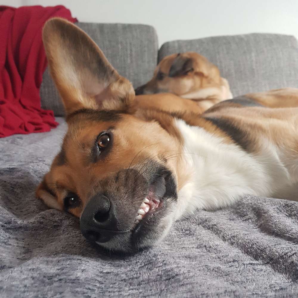 Hundetreffen-Andere Hunde zum toben gesucht :)-Profilbild