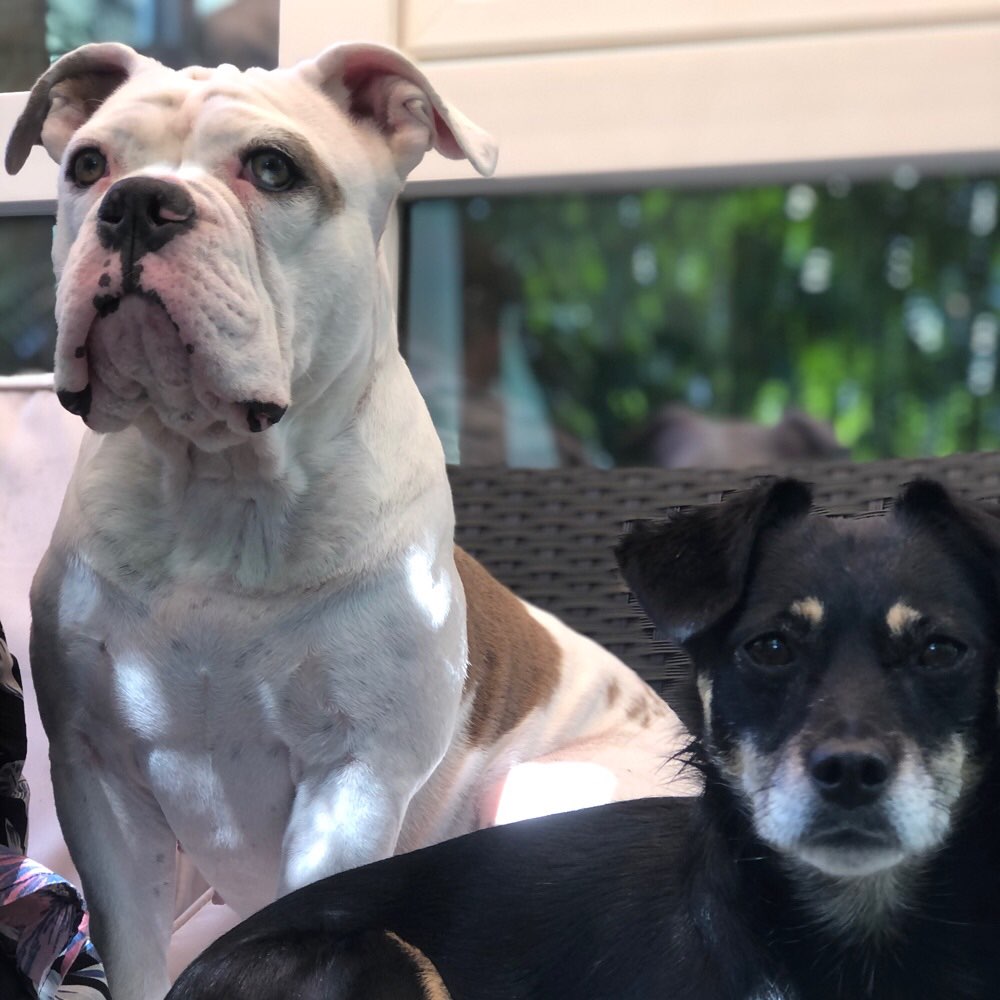 Hundetreffen-Gassi gehen/ spielen-Profilbild