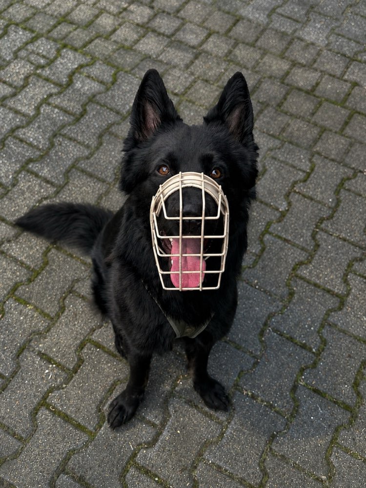 Hundetreffen-Hundefreunde / Social Walks-Profilbild