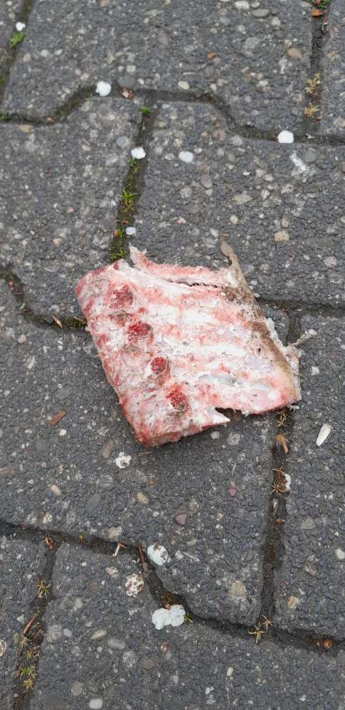 Giftköder-Rohe Schweinerippe-Profilbild