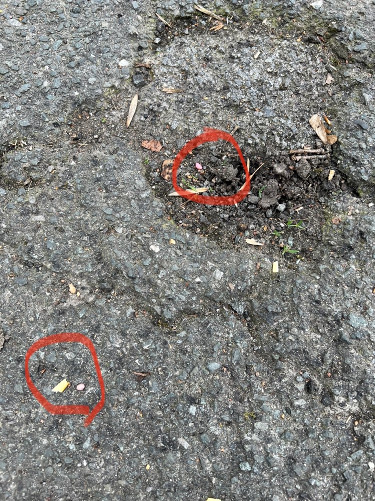 Giftköder-Giftköder mit Käse-Profilbild