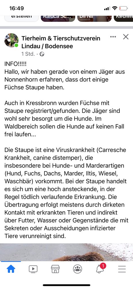 Giftköder-Fuchs Staupe-Profilbild