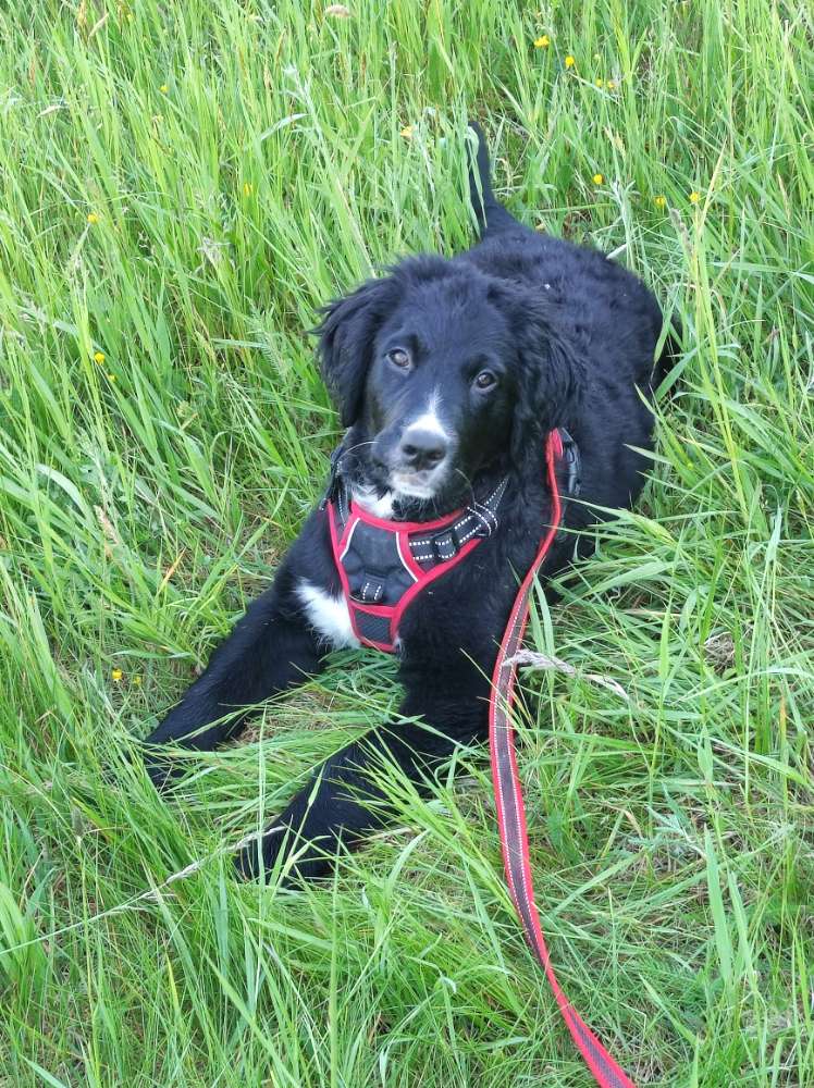 Hundetreffen-Spielen/Spazieren gehen, Vier Monate alter junger Hund sucht Spielgefährten-Profilbild