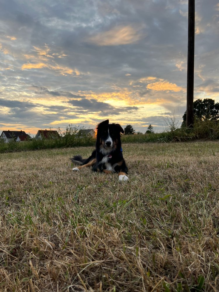 Hundetreffen-Spielen, Gassi & ein bisschen trainieren 🐶🐾-Profilbild