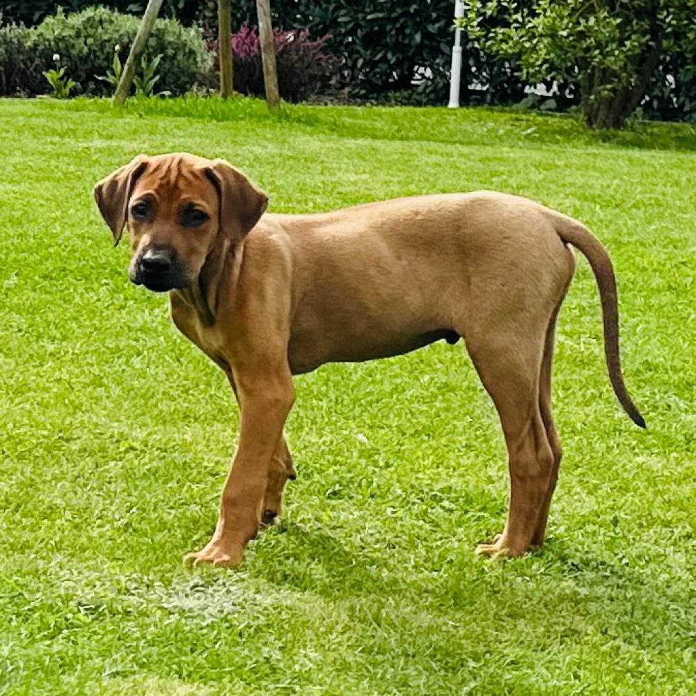 Hundetreffen-Spiel- und Tobetreff-Profilbild